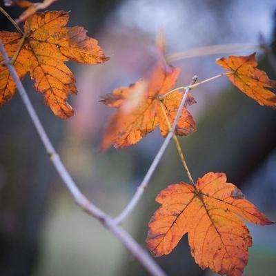 beat365官方app最新版